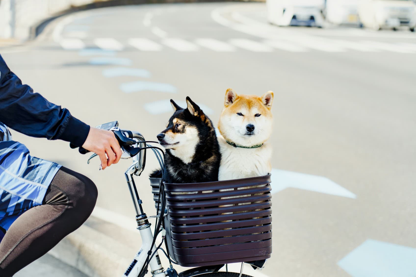 Si vedono due cani seduti nel cestino di una bicicletta che attraversano la città.